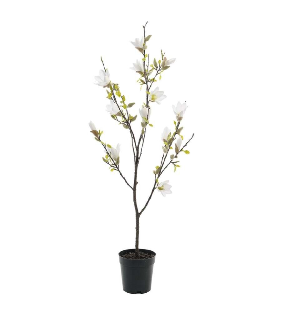 MR PLANT - MAGNOLIA - Hvit 85 cm