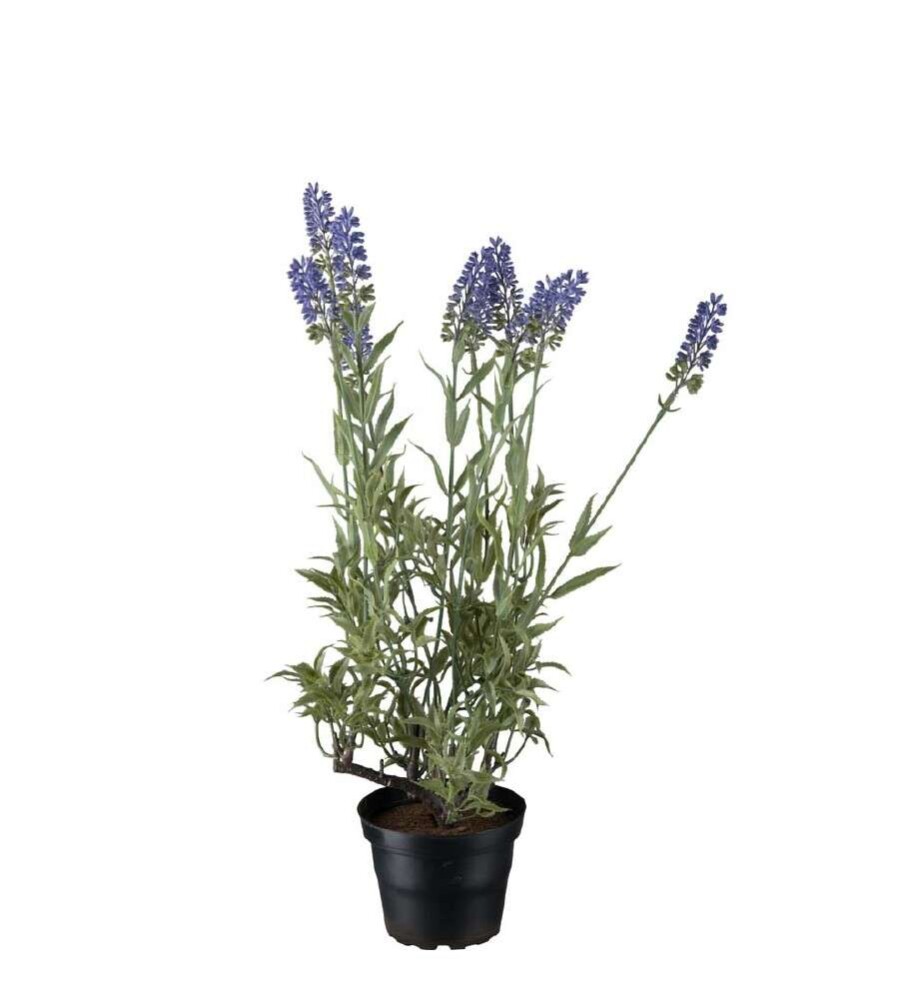MR PLANT - LAVENDEL - Lilla 45 cm