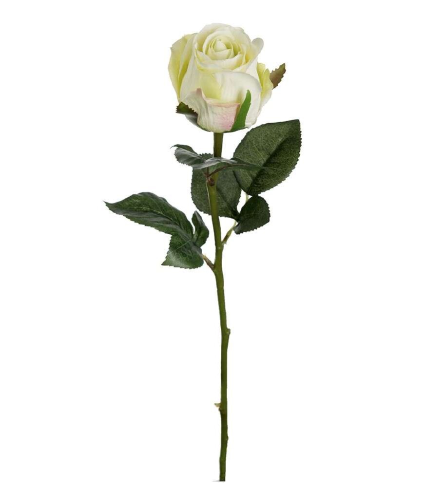 MR PLANT - ROSE - Grønn 50 cm