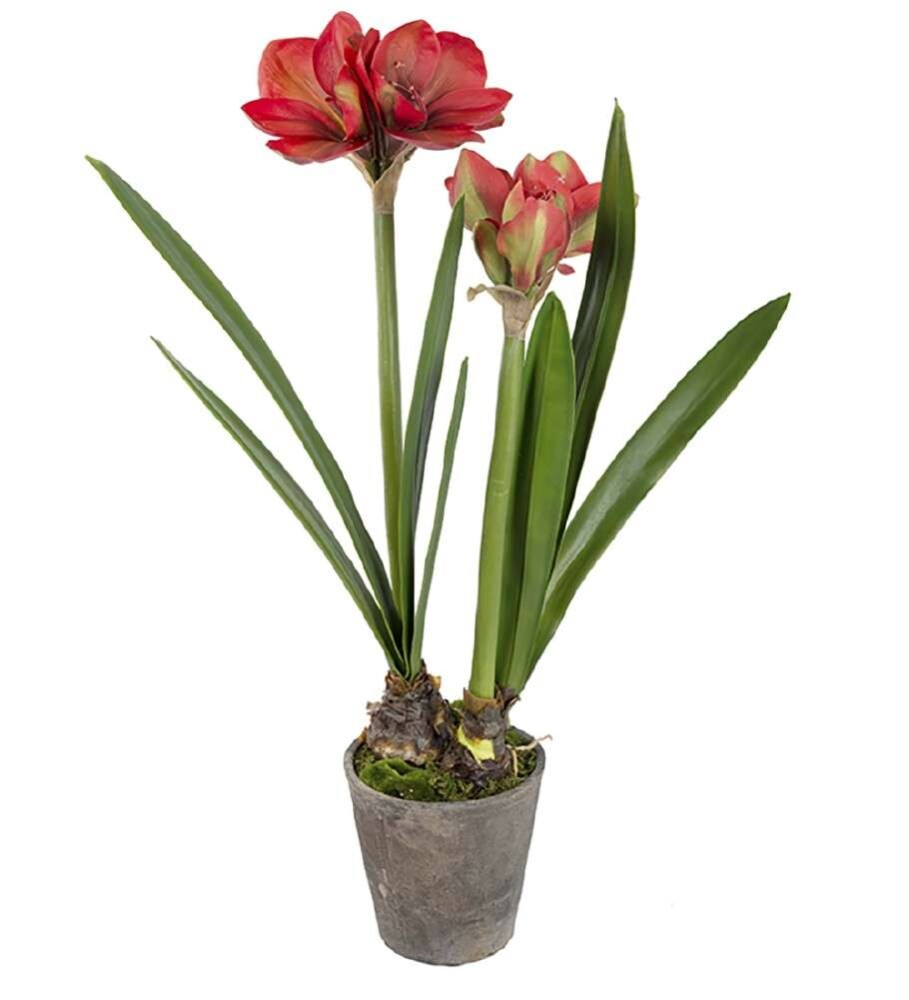 MR PLANT - AMARYLLIS - Rød 90 cm