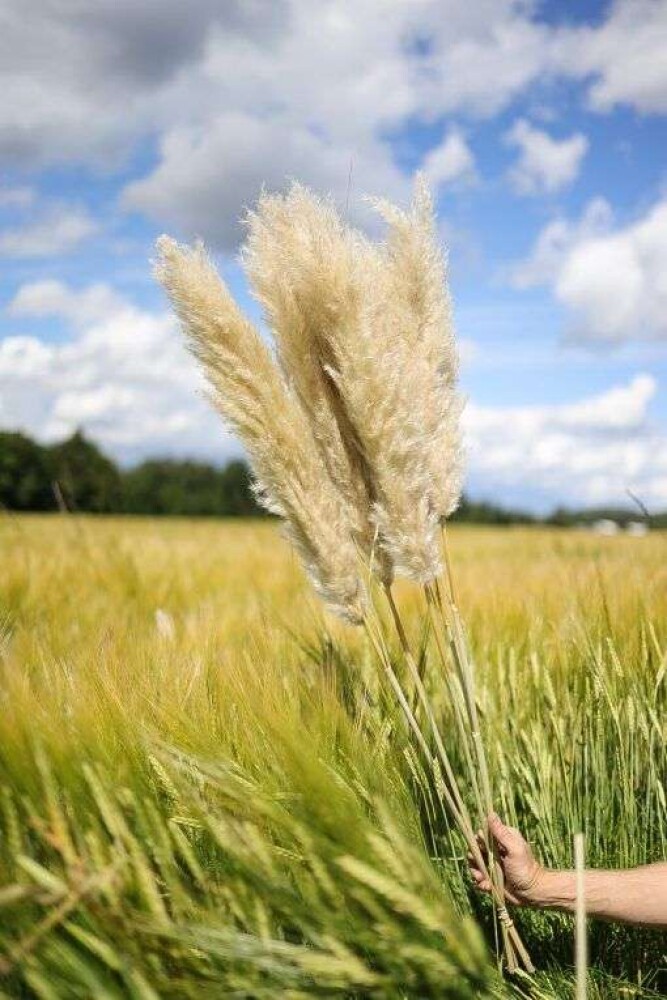 LYKKEBLOMSTER - DUTCH PAMPAS - 110 cm