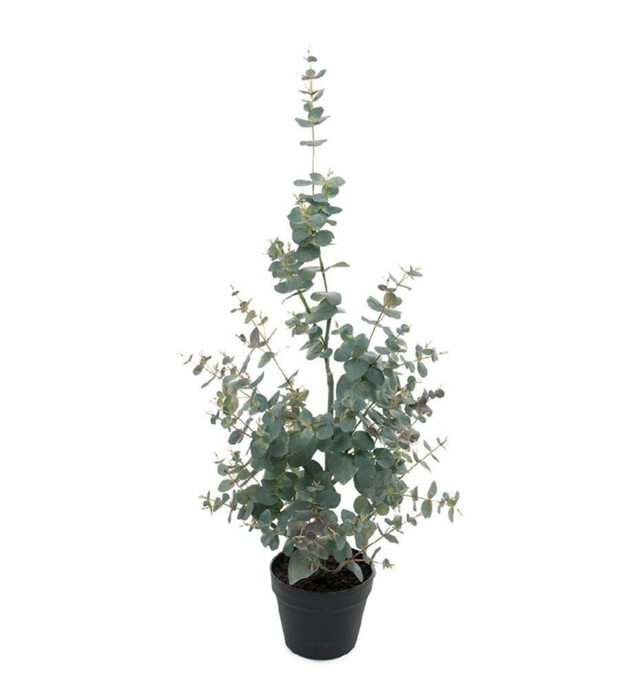 MR PLANT - EUKALYPTUS - Grønn 95 cm