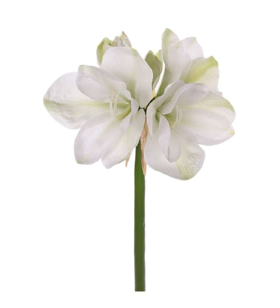 MR PLANT - AMARYLLIS - White 75 cm