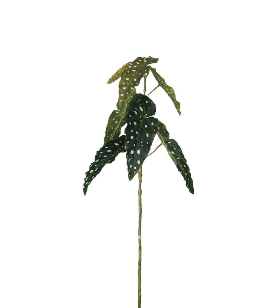 MR PLANT - PRIKKEBEGONIA - Grønn 80 cm