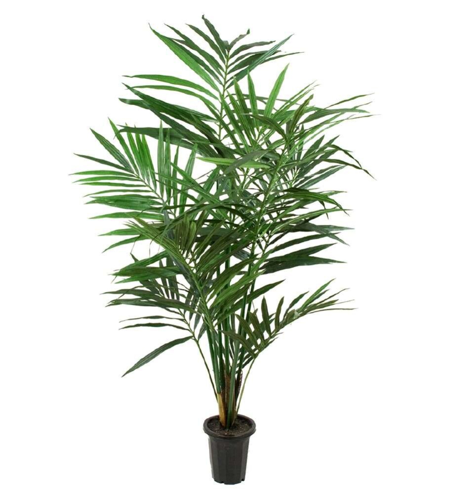 MR PLANT - KENTIA PALME - Grønn 120 cm