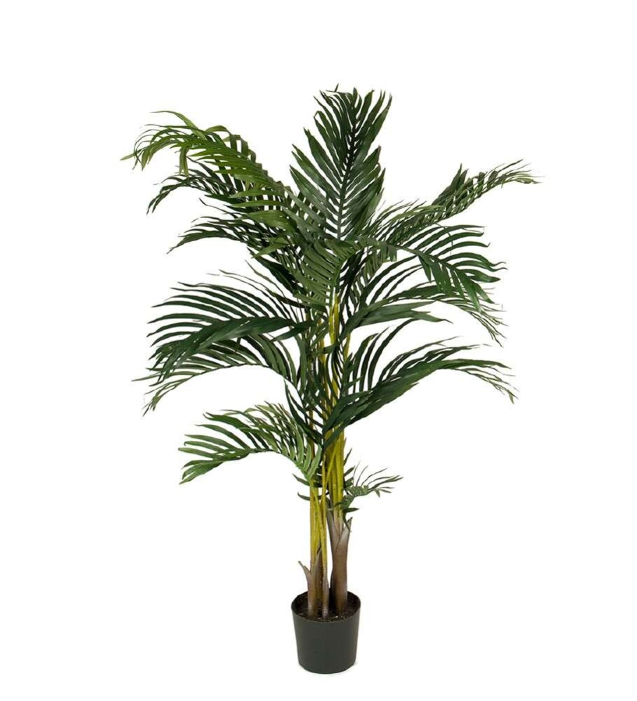 MR PLANT - KENTIA PALME - Grønn 110 cm