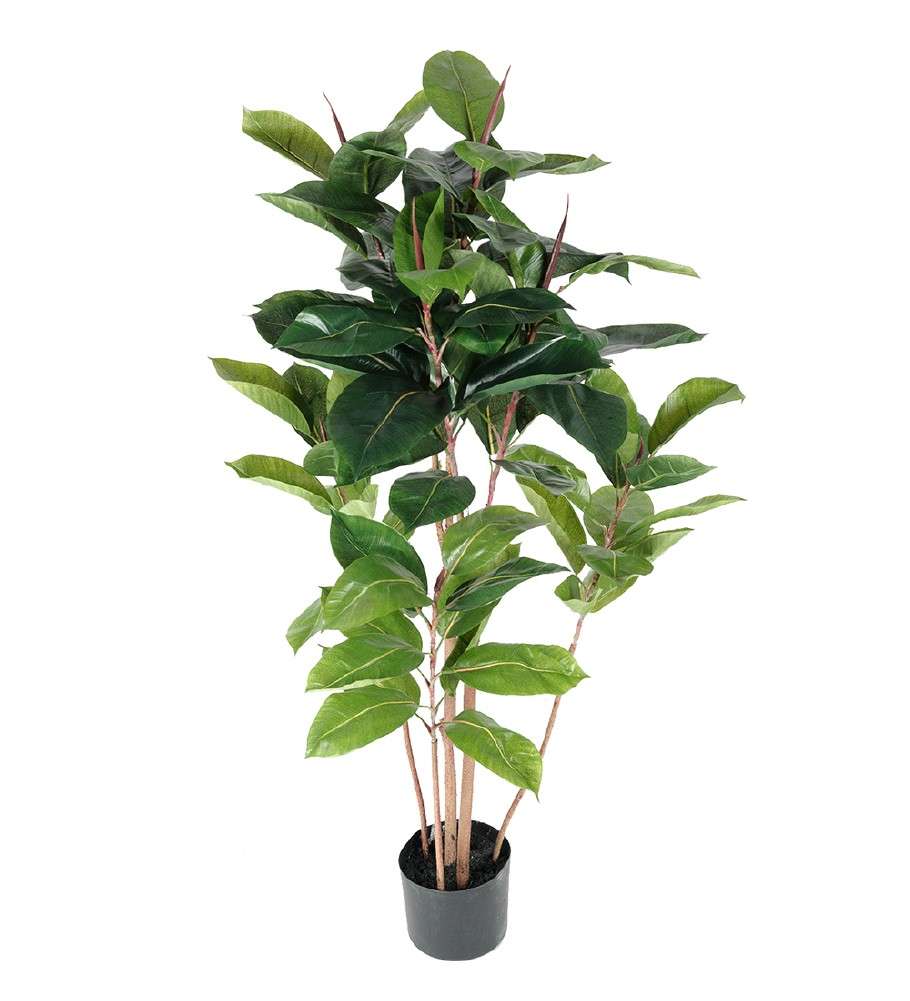 MR PLANT - FIKUS ROBUSTA - Grønn 120 cm