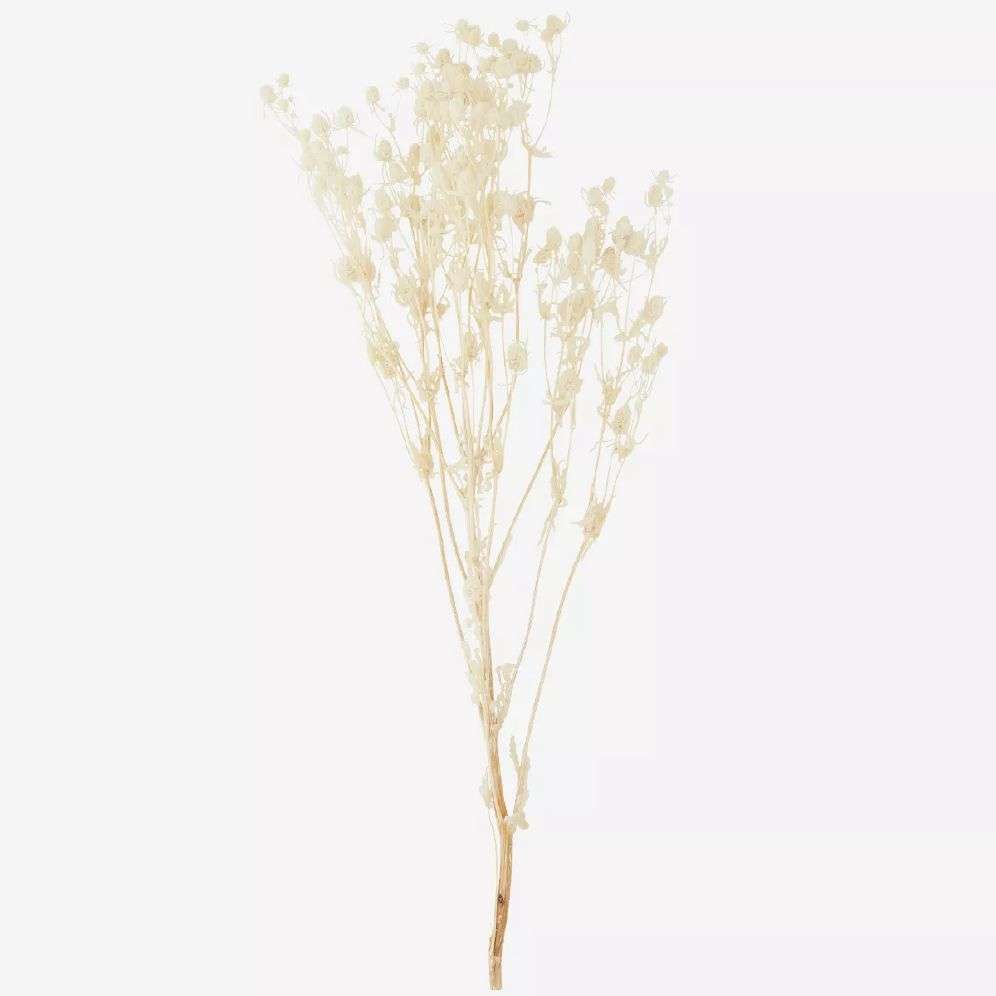 MADAM STOLTZ - TØRKET BLOMSTER - Off white L:50-75