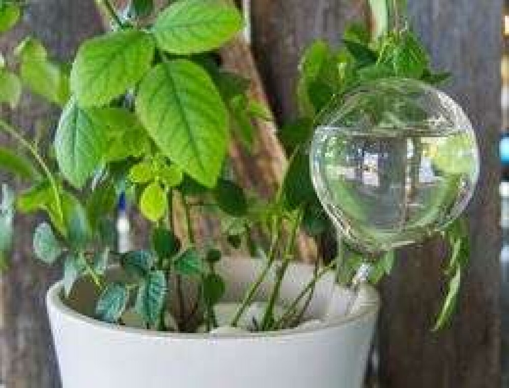 MUURLA - WATERING BULB - Glass 28