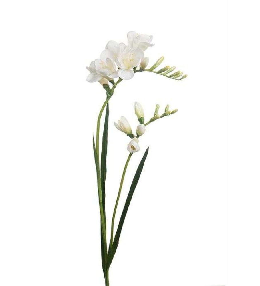 MR PLANT - FREESIA