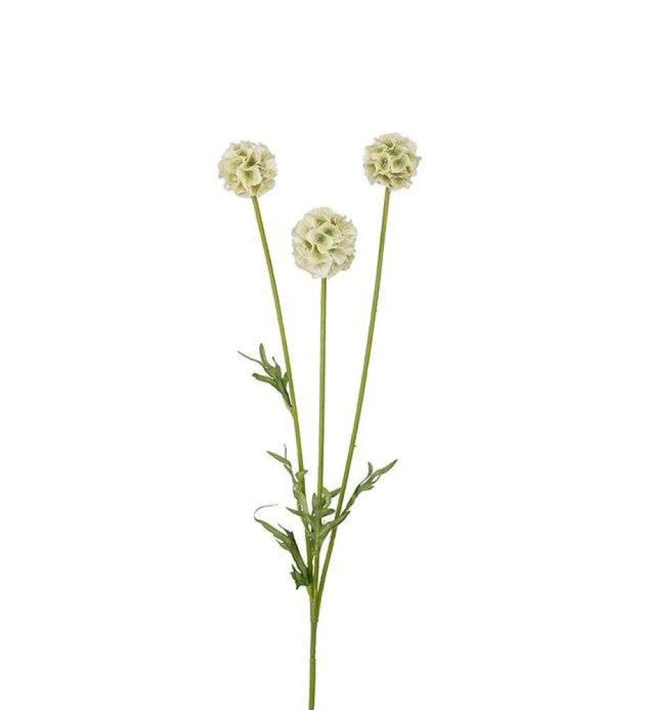 MR PLANT - SCABIOSA