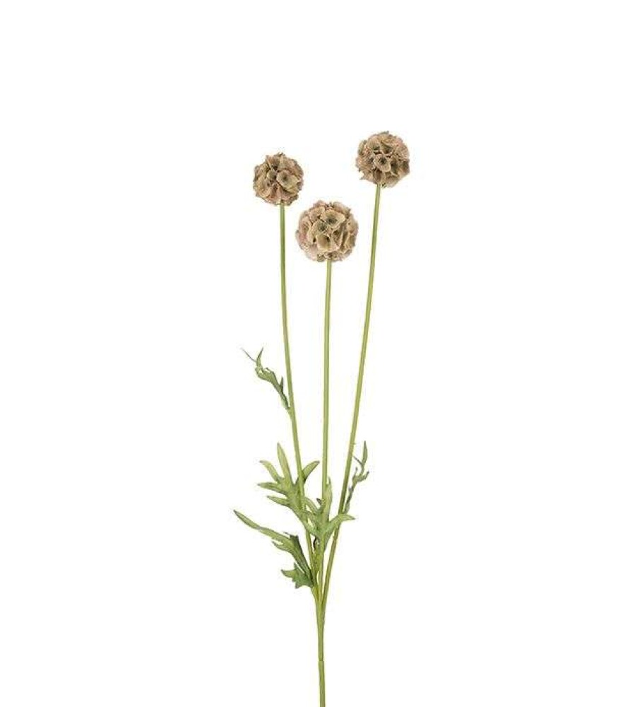 MR PLANT - SCABIOSA