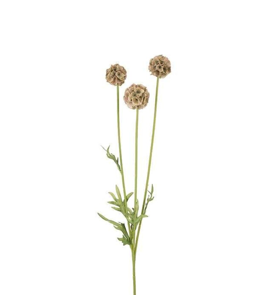 MR PLANT - SCABIOSA