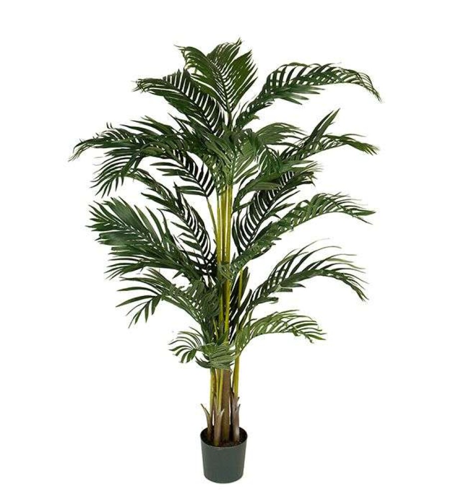 MR PLANT - KENTIA PALME - 140cm