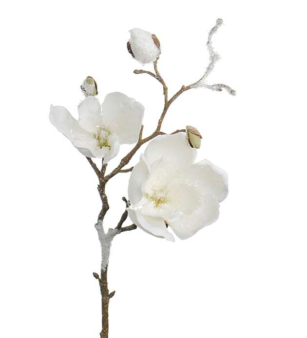 MR. PLANT - MAGNOLIA MED IS