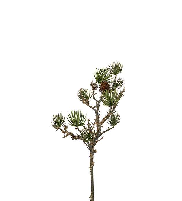 MR. PLANT - LERK MED KONGLER