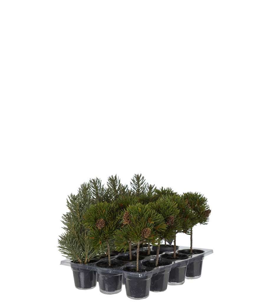 MR. PLANT - BARTRE MIX