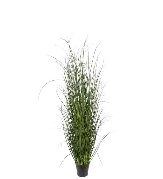 MR PLANT - GRESS 140cm