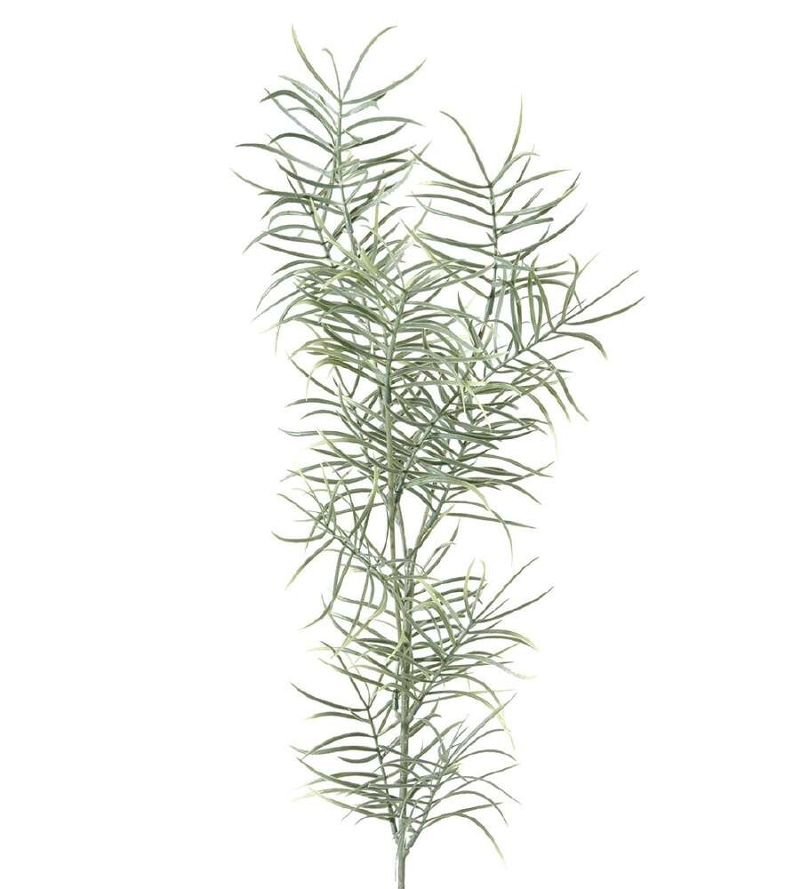 MR PLANT - ASPARGES - Grønn 70 cm
