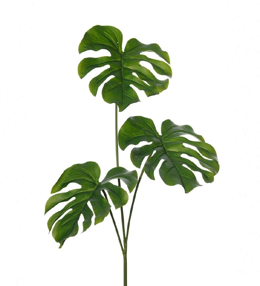 MR PLANT - MONSTERA FORLATER - Grønn 75 cm