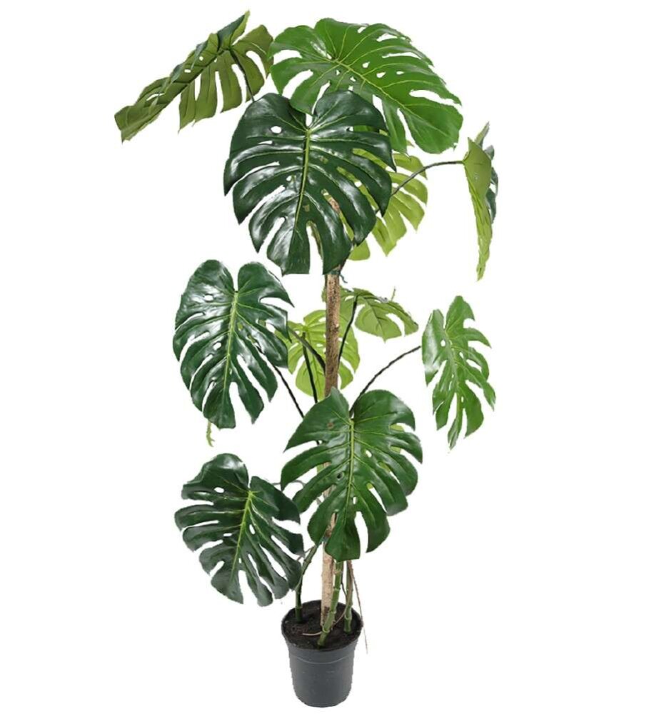 MR PLANT - MONSTERA - Grønn 150 cm