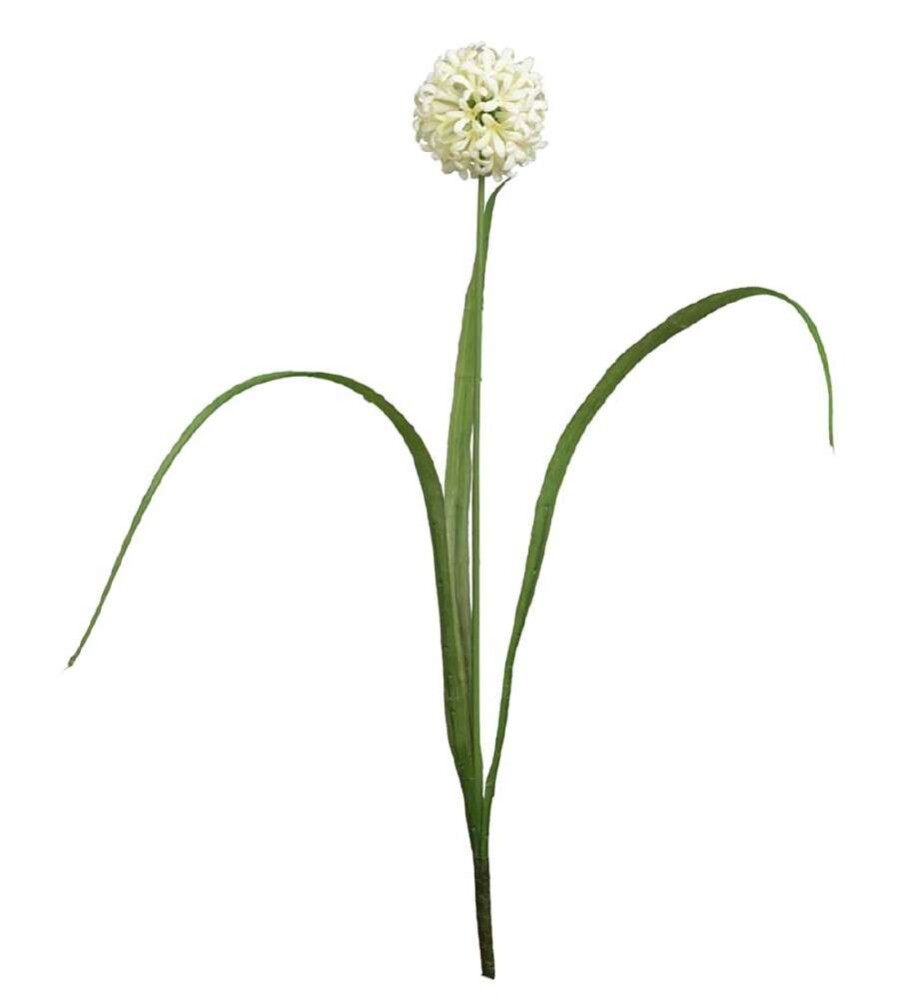 MR PLANT - ALLIUM - Hvit 40 cm
