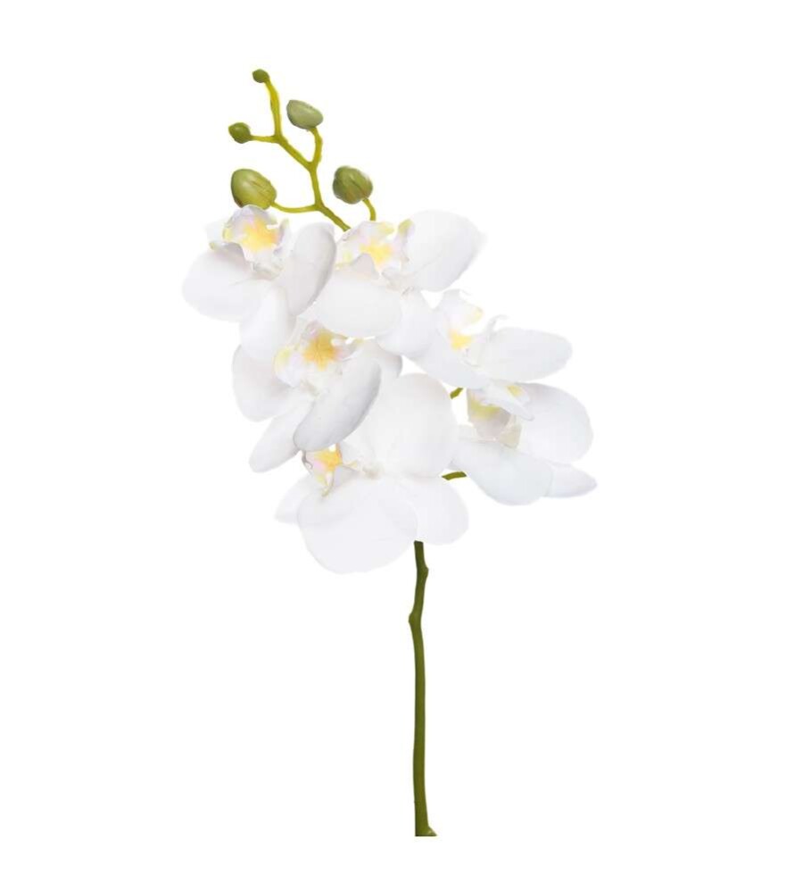 MR PLANT - PHALAENOPSIS - Hvit 52 cm